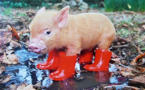 Télécharger petit cochon des animaux mignons l automne les porcs