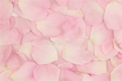 Pink Flower Petals Background Stock Image - Image of flower, petals ...