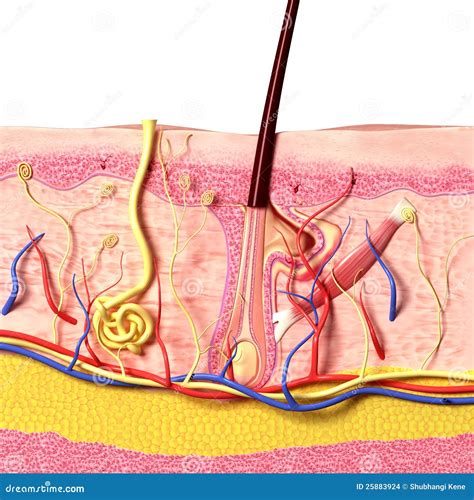 Anatomy Of Hair Follicles Stock Illustration Illustration Of Layer