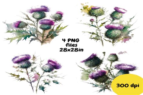 Thistle Flowers Watercolor Illustration Graphic By Feefifo Studio