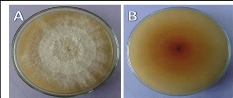 Culture Of Fusarium Semitectum Isolate On Pda Medium A Mycelia