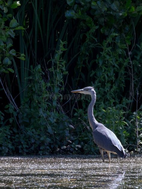 Grey Heron in habitat stock image. Image of ardea, fledgeling - 120487775