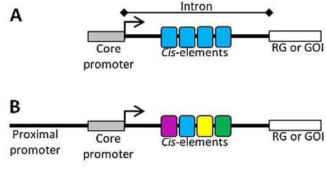 Identification And Validation Of Promoters And Cis Acting Regulatory