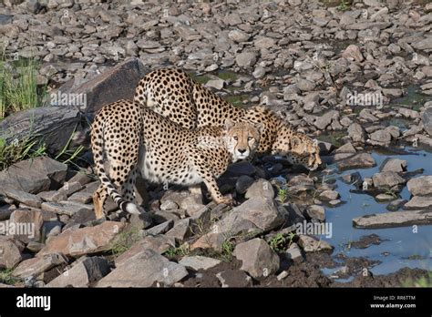 Two Male Cheetahs Acinonyx Jubatus Part Of The Tano Bora Or