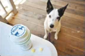 how can i get my dog to take his pills