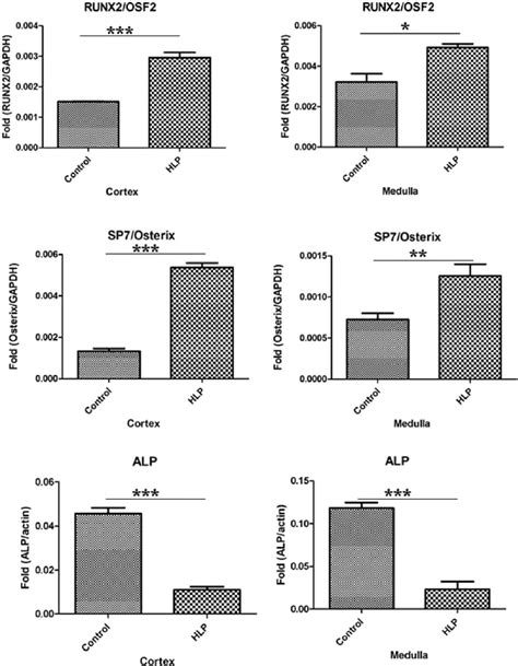 Real Time Pcr Of Runt Related Transcription Factor Runx Zinc Fi