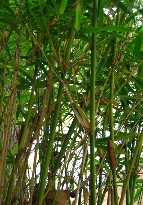 Bamboo Seeds - Bamboo Plants HQ