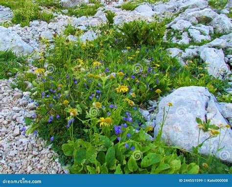 Alpine Wildgarden With Blue Earleaf Bellflower Stock Image Image Of