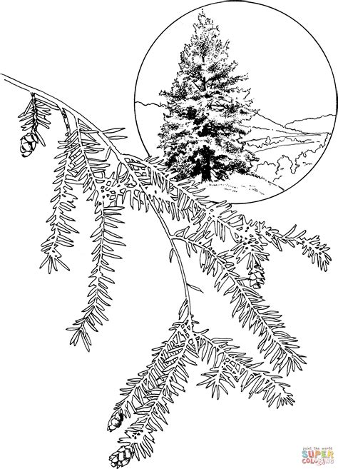 Eastern Hemlock or Canadian Hemlock Tree coloring page | Free Printable ...