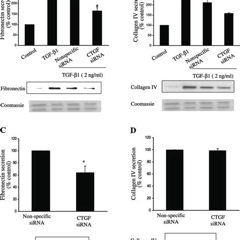 A And B TGF 1 Induced Fibronectin And Collagen IV Are Differentially