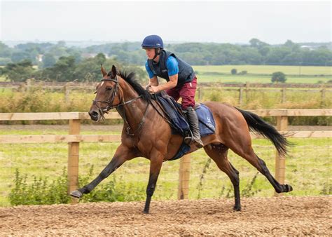 Fortis Mulier Trainer Update Racehorse Ownership