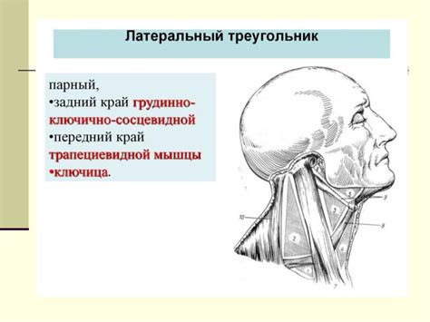 Презентация на тему: Треугольники шеи