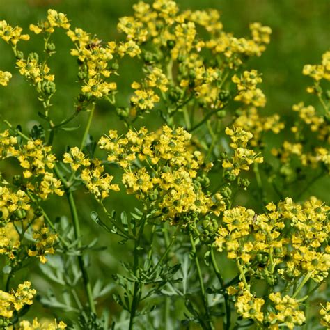 rue common rue herbalwise holdings