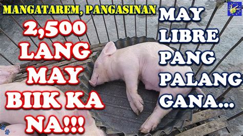 Murang Bilihan Ng Mga Hayop Baboy Biik Pietrain Duroc May Baboy