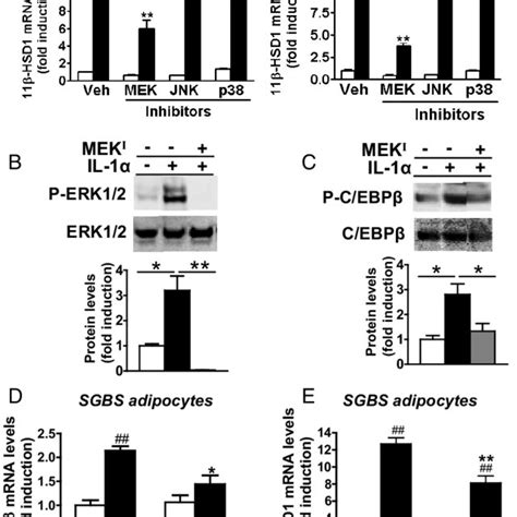 Mek Mediates C Ebp Phosphorylation And Attenuates Induction Of Hsd