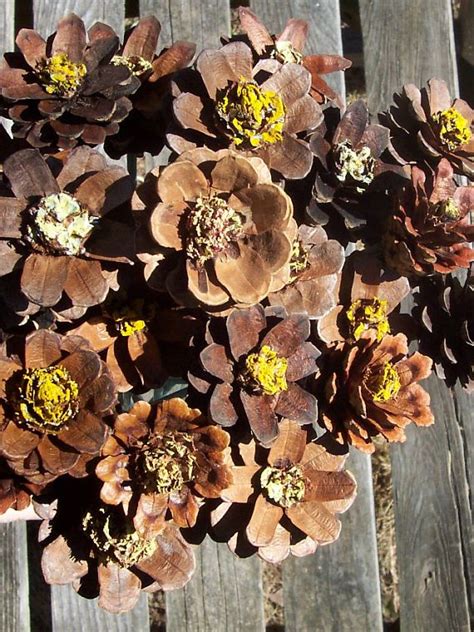 Painted Pinecone Flowers With Branch Stems D