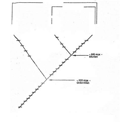 Craniata Cladogram Diagram | Quizlet