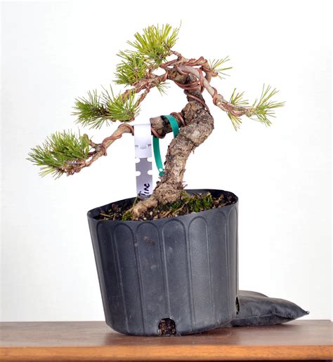 Japanese White Pine 12 Tall Bonsai Bonsai Learning Center Store