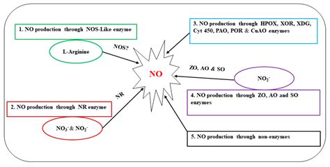 Ijms Free Full Text Nitric Oxide Acts As A Key Signaling Molecule In Plant Development Under