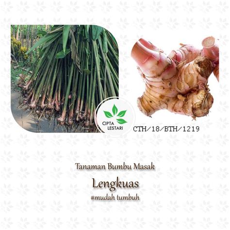 Jual Bibit Tanaman Lengkuas Laos Merah Pohon Herbal Bumbu Masak