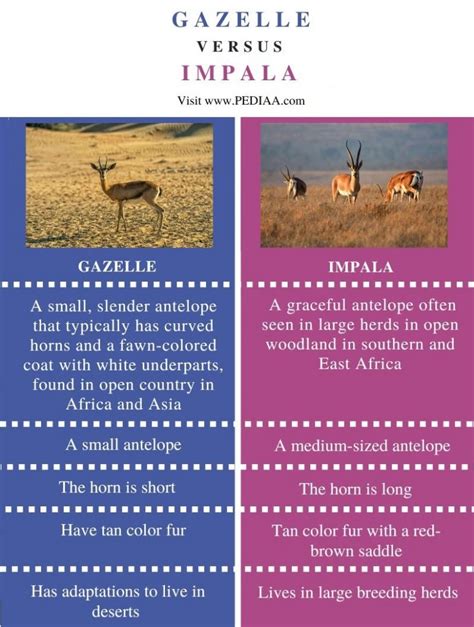 What Is The Difference Between Gazelle And Impala Pediaa