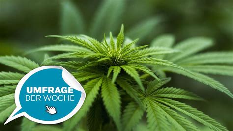 Ihre Meinung zählt Wie stehen Sie zur Cannabis Legalisierung