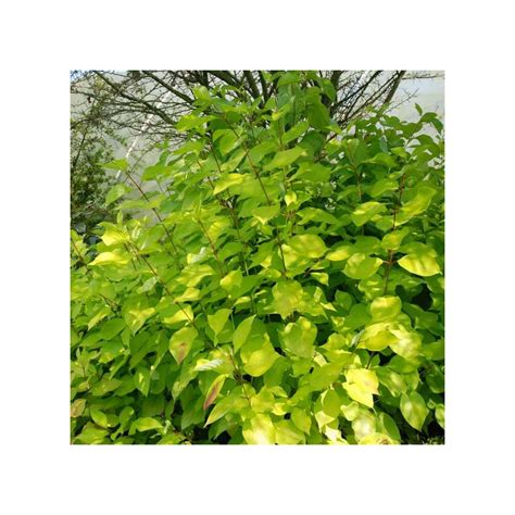 Cornus alba 'Aurea'