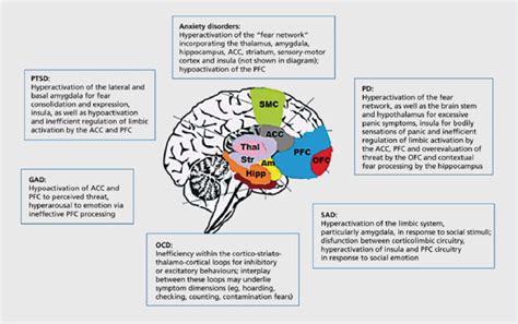 Postulated Neural Correlates Of Anxiety And Related Disorders Ptsd