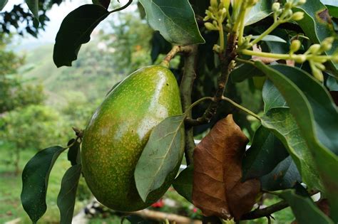 Incompetencia Respiración perro cuanta agua necesita un aguacate