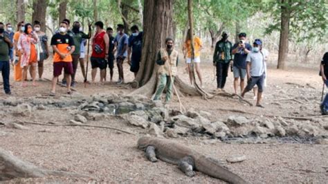 Naiknya Jumlah Kunjungan Wisatawan Ke Pulau Komodo Harus Berdampak