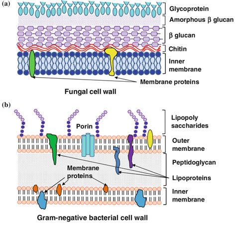 Bacterial Cell Wall Structure