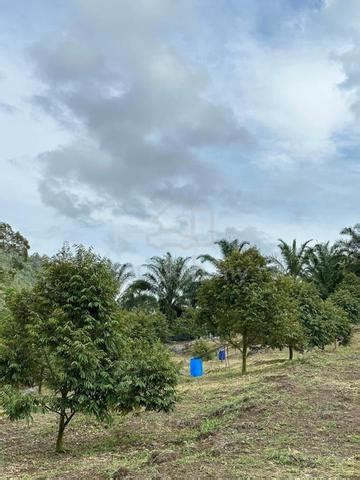 Pahang Raub Sungai Ruan Durian Orchard For Sale Land For Sale In Raub