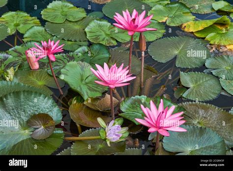 A lotus pond with pink lotus flowers in front of the ArtSciene Museum ...