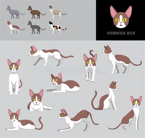 Cat Cornish Rex Cartoon Vector Illustration Color Variation Set Stock