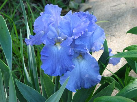 Fonds d ecran Iris En gros plan Bleu ciel Fleurs télécharger photo