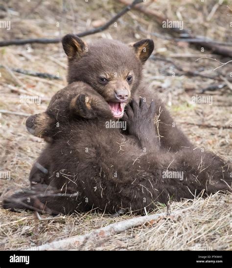 Black Bear Cubs Playing Stock Photo Alamy