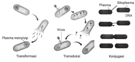 Bakteri Juga Dapat Melakukan Reproduksi Seksual R
