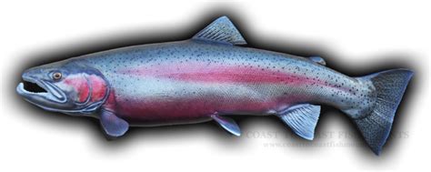 Rainbow Trout Fish Mount Replica