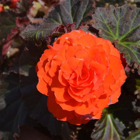 Nonstop Mocca Deep Orange Begonia Buchanan S Native Plants