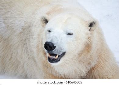 2,943 Bear Mouth Open Images, Stock Photos & Vectors | Shutterstock