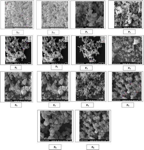 Scanning electron microscope (SEM) images of samples | Download ...