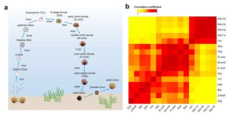 The Mysterious Origin Of Metazoan Larvae Larva First Or Adult First