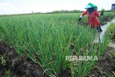 Saatnya Membudidayakan Bawang Merah Ramah Lingkungan Republika Online