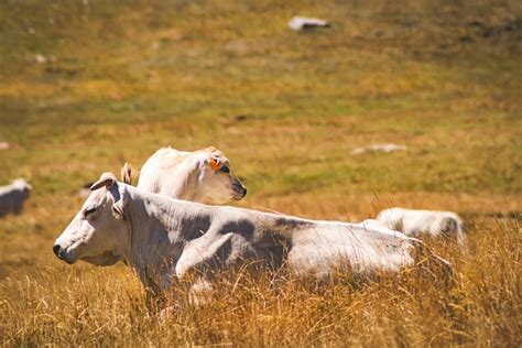 Vache Bovins Prairie Photo Gratuite Sur Pixabay Pixabay