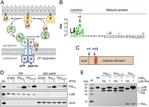 Structural Basis Of Lipoprotein Recognition By The Bacterial Lol