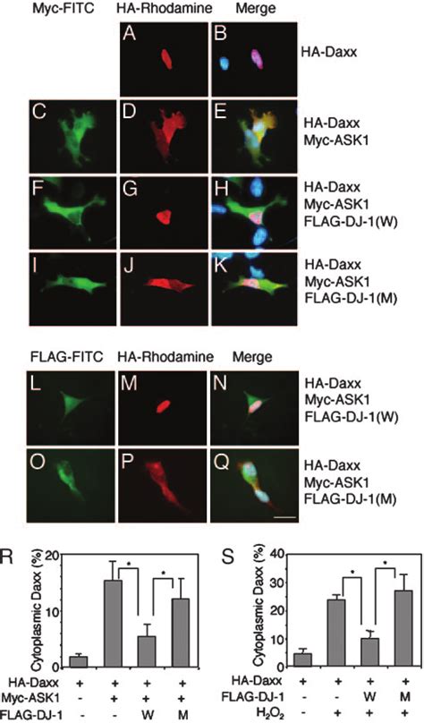 Dj Inhibits The Translocation Of Daxx To The Cytosol Sh Sy Y Cells