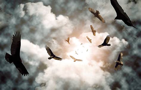 Top 60 Vultures Circling Stock Photos, Pictures, and Images - iStock