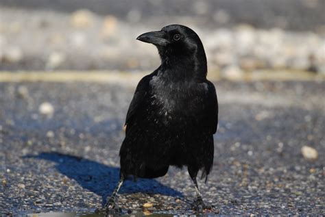 Crows Are Even Smarter Than We Thought! – Pet Birds by Lafeber Co.