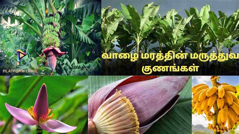 Banana Tree Benefits in Tamil வழ மரததன மரததவ பயனகள மறறம