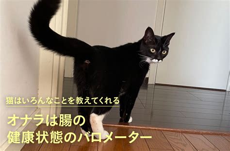 オナラは腸の健康状態のバロメーター【大切なことはすべて猫が教えてくれた】 猫はいろんなことを教えてくれる マインドフル猫 Mi Mollet（ミモレ） 明日の私へ、小さな一歩！（1 2）